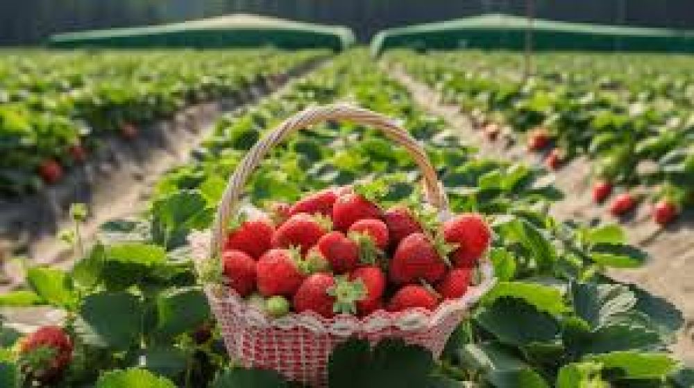 Visit Strawberry farms